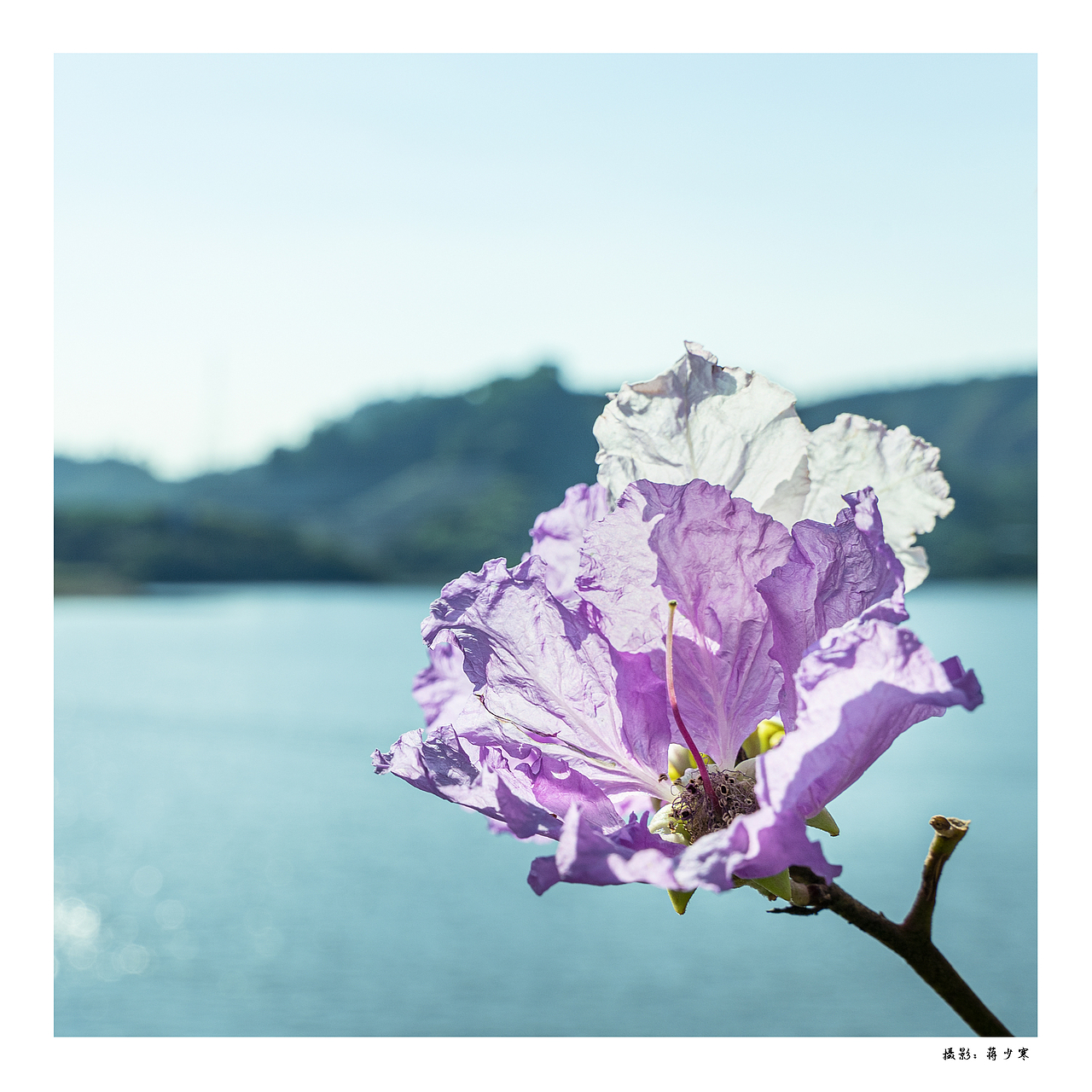 我从森林带回来了礼物 阳光 绿叶 花朵