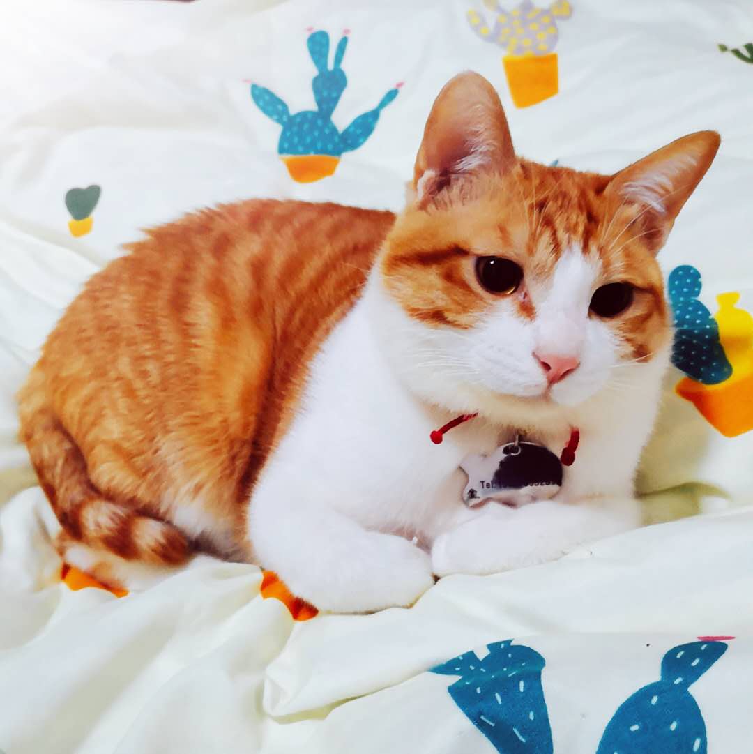 橘子莱的个人主页（背景预览） - 主页背景设置 - 站酷设计师橘子莱原创素材 - 站酷ZCOOL