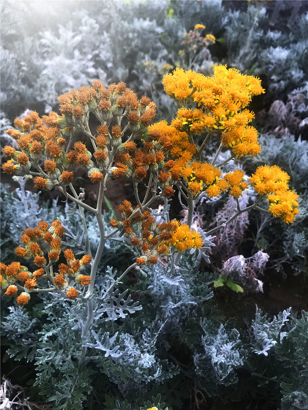 刘勇良手机纪实摄影:银叶菊