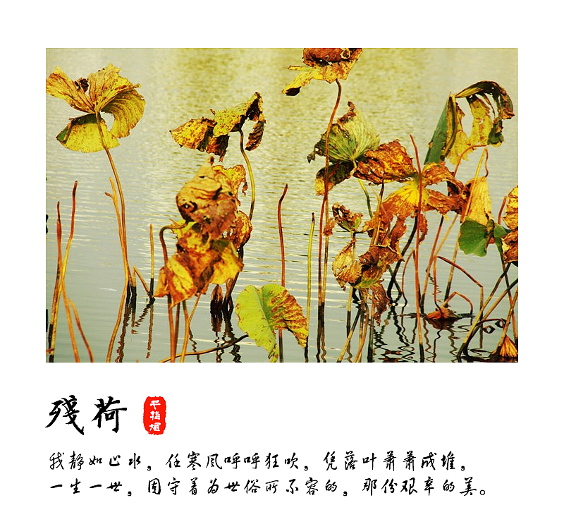 残荷（图ZNzMyMDAyMjA=） - 风光摄影 - 站酷设计师千指烟原创素材 - 站酷ZCOOL