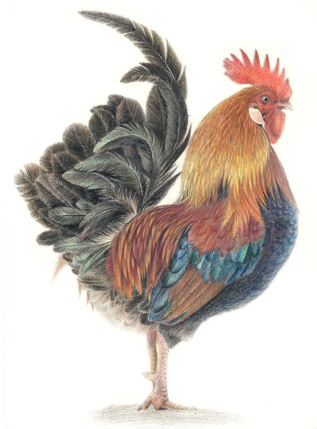 超写实动物彩铅画