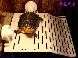 烏龜用品詳情頁