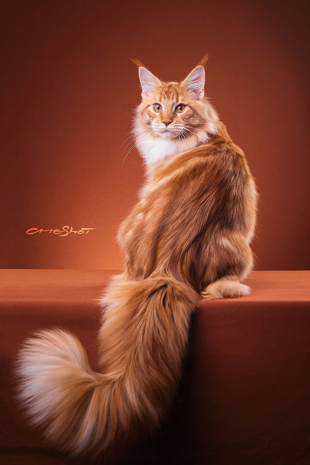 OneShot to Take a Shot（图ZMTE1ODQyNjM2） - 宠物摄影 - 站酷设计师克查原创素材 - 站酷ZCOOL