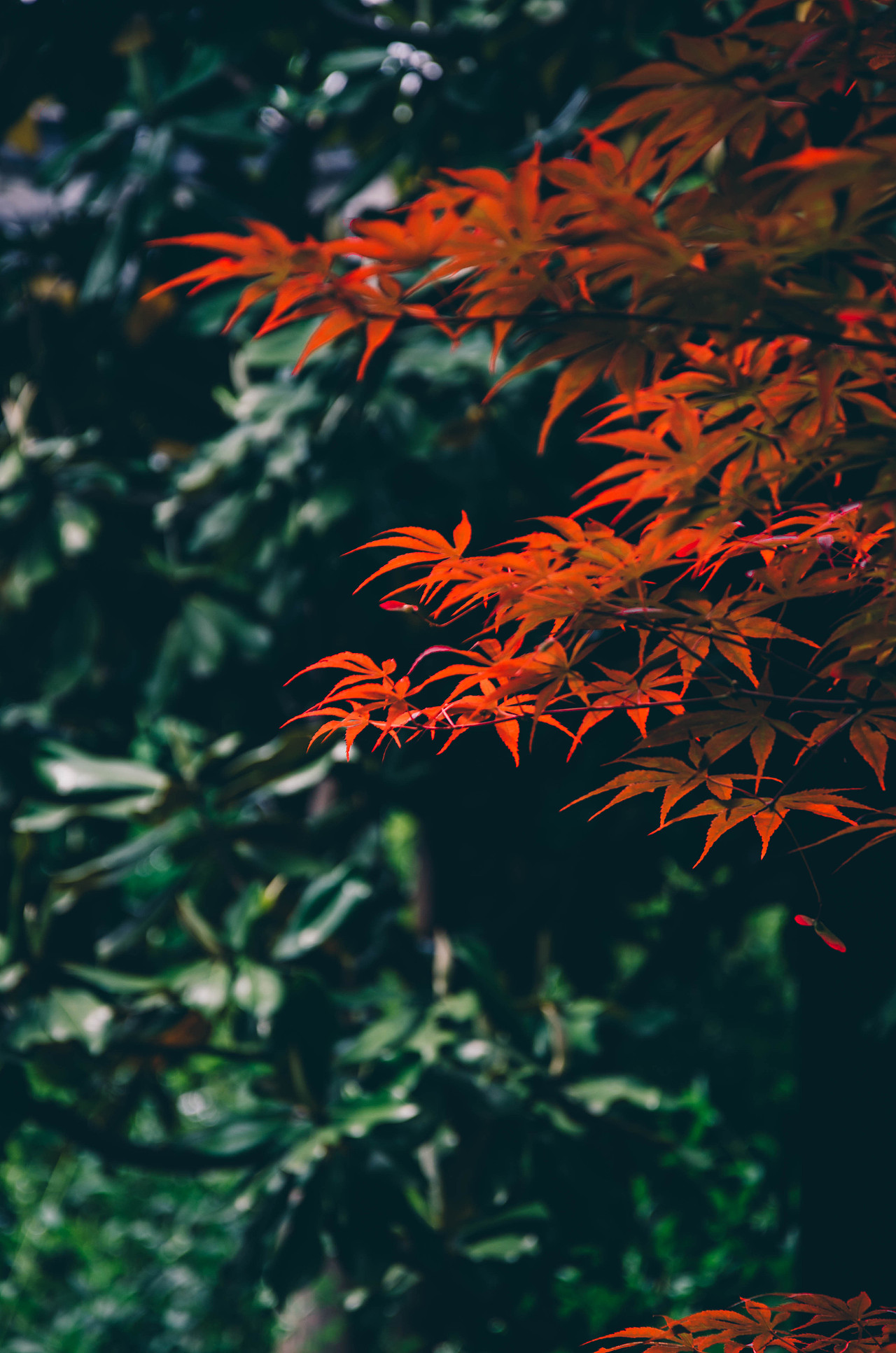 春天到夏天 不曾断过（图ZMjU0MTI1MTcy） - 人文/纪实摄影 - 站酷设计师Z39085363原创素材 - 站酷ZCOOL