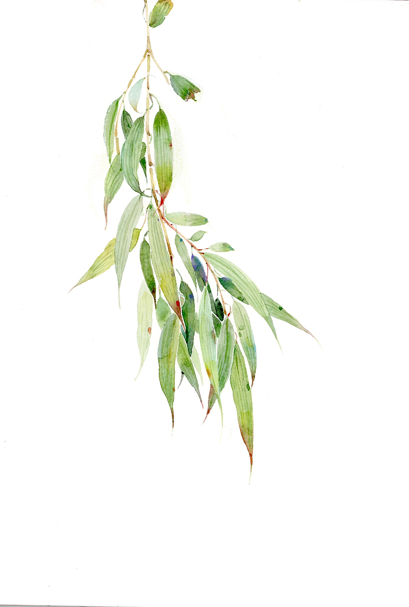 水彩作品——水彩小清新,水彩花卉