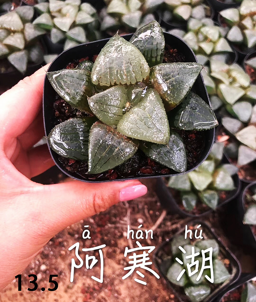 云南东南亚多肉绿植（图ZMTU1NDUxNjc2） - 产品摄影 - 站酷设计师绿植玩家原创素材 - 站酷ZCOOL