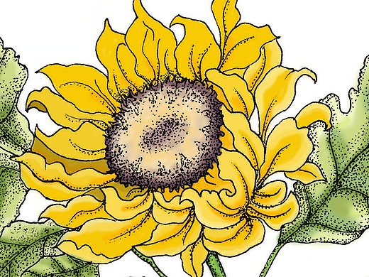 多肉植物色彩搭配