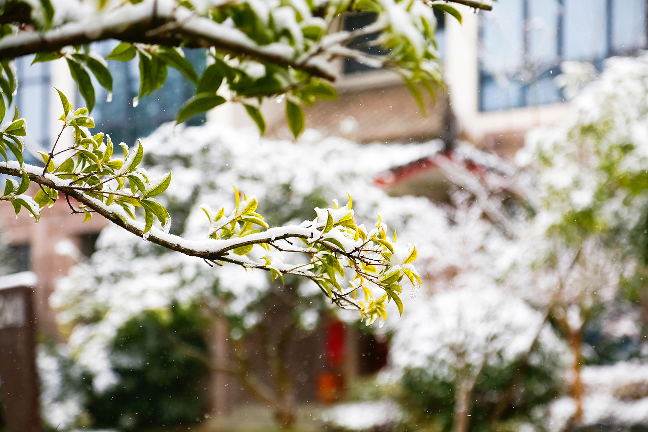 年底的一場(chǎng)雪（圖ZMTM4MzcwOTA4） - 風(fēng)光攝影 - 站酷設(shè)計(jì)師kevin6827原創(chuàng)素材 - 站酷ZCOOL