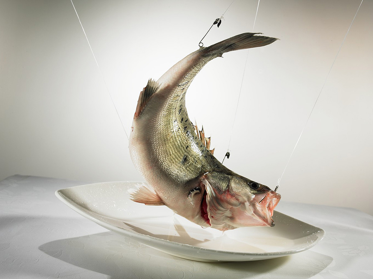 鱼的待遇相比之下就舒服多了,腾空弯起来固定大型