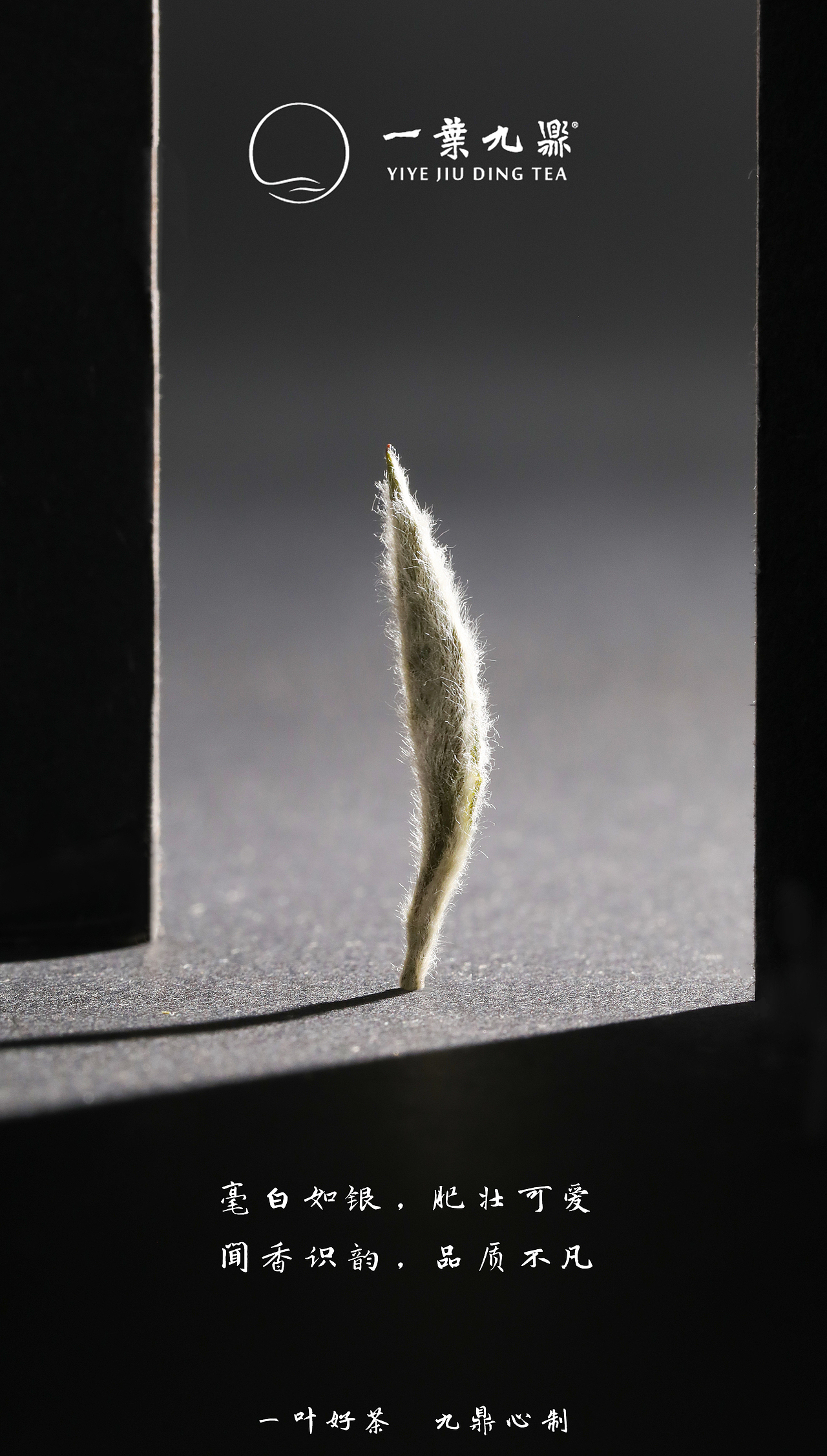 福鼎白茶（图ZMjE0MTQ4ODY0） - 产品摄影 - 站酷设计师范矿长原创素材 - 站酷ZCOOL