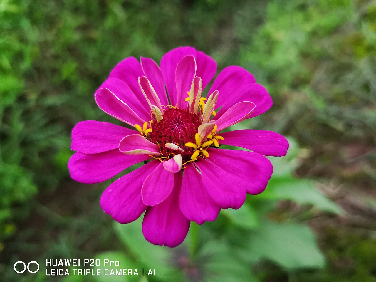 花海（图ZMTMzMjE0OTEy） - 风光摄影 - 站酷设计师梦醒时分sr原创素材 - 站酷ZCOOL