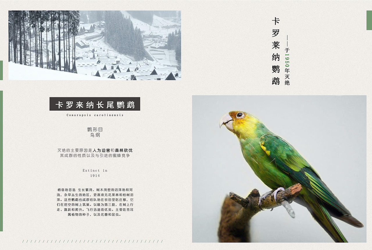 灭绝动物画册设计（也可以是书籍装帧（图ZMjc5MTYyMTA0） - 书籍/画册 - 站酷设计师砱烟子原创素材 - 站酷ZCOOL