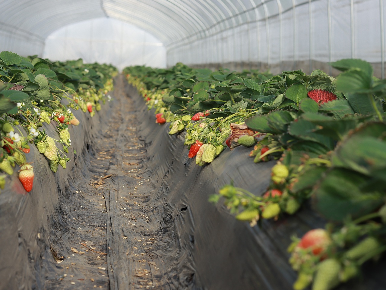 草莓大棚