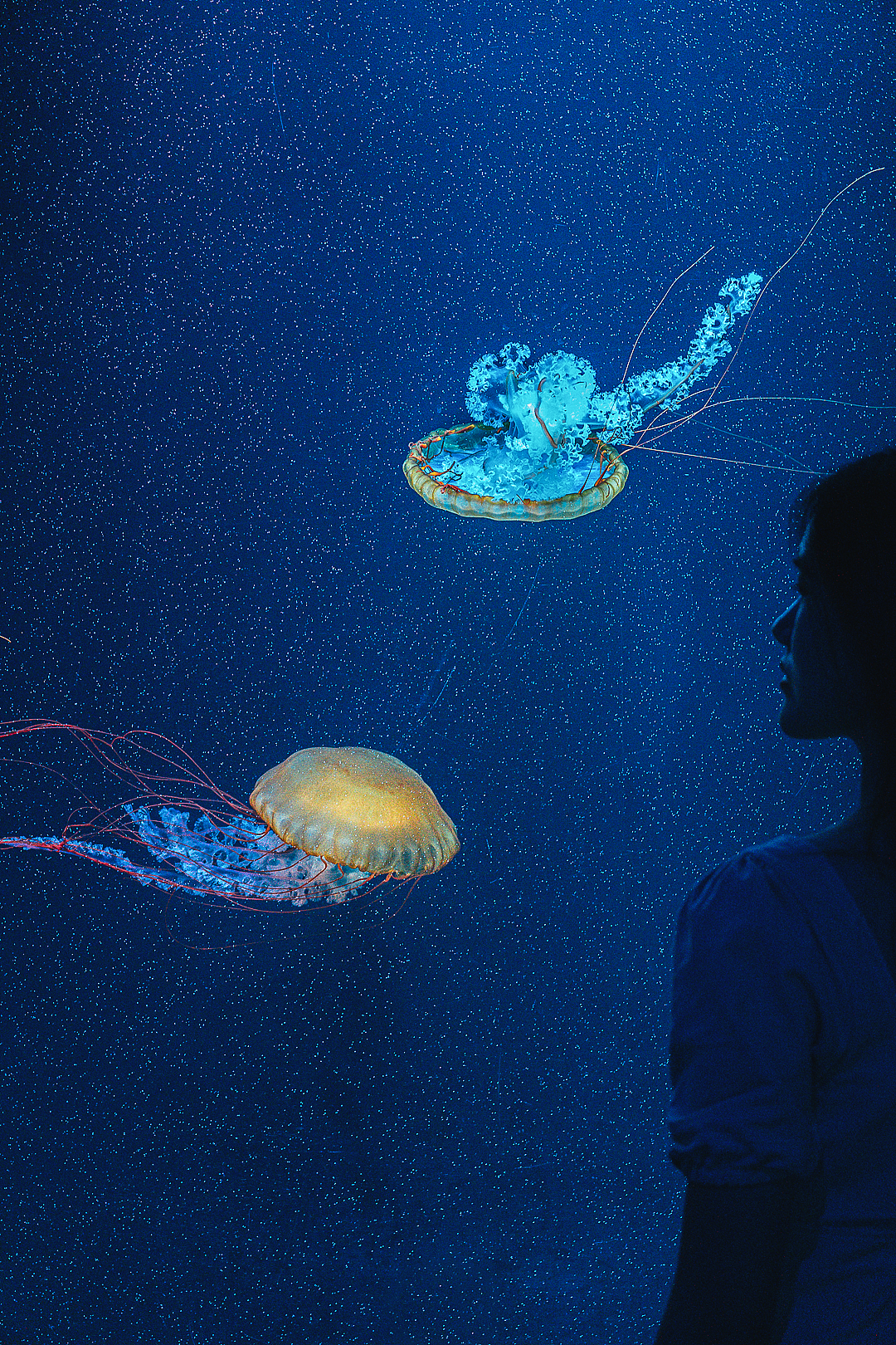 「海底蓝洞」•海洋奇梦馆（图ZMjY2MDc2MzQ4） - 人像摄影 - 站酷设计师寶兒boa原创素材 - 站酷ZCOOL