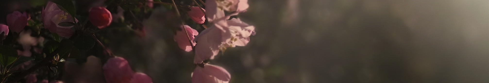 龍銜堂的個人主頁（封面預(yù)覽） - 主頁封面設(shè)置 - 站酷設(shè)計師龍銜堂原創(chuàng)素材 - 站酷ZCOOL