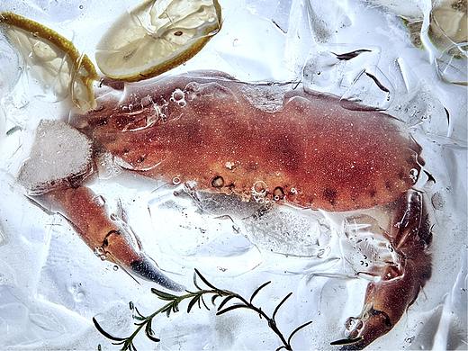 海仙派视觉-那些破冰而出的海鲜