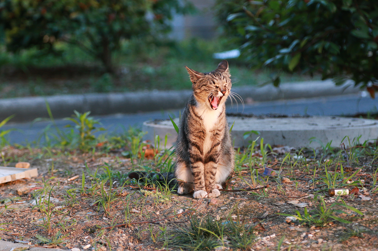 我的宠物们（图ZODA2OTczMDA=） - 宠物摄影 - 站酷设计师大郭2497原创素材 - 站酷ZCOOL