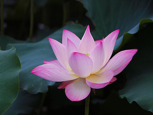 夏日荷花（个人主页-ZNTMxNjAxNDQ=） - 风光摄影 - 站酷设计师小小样88原创素材 - 站酷ZCOOL