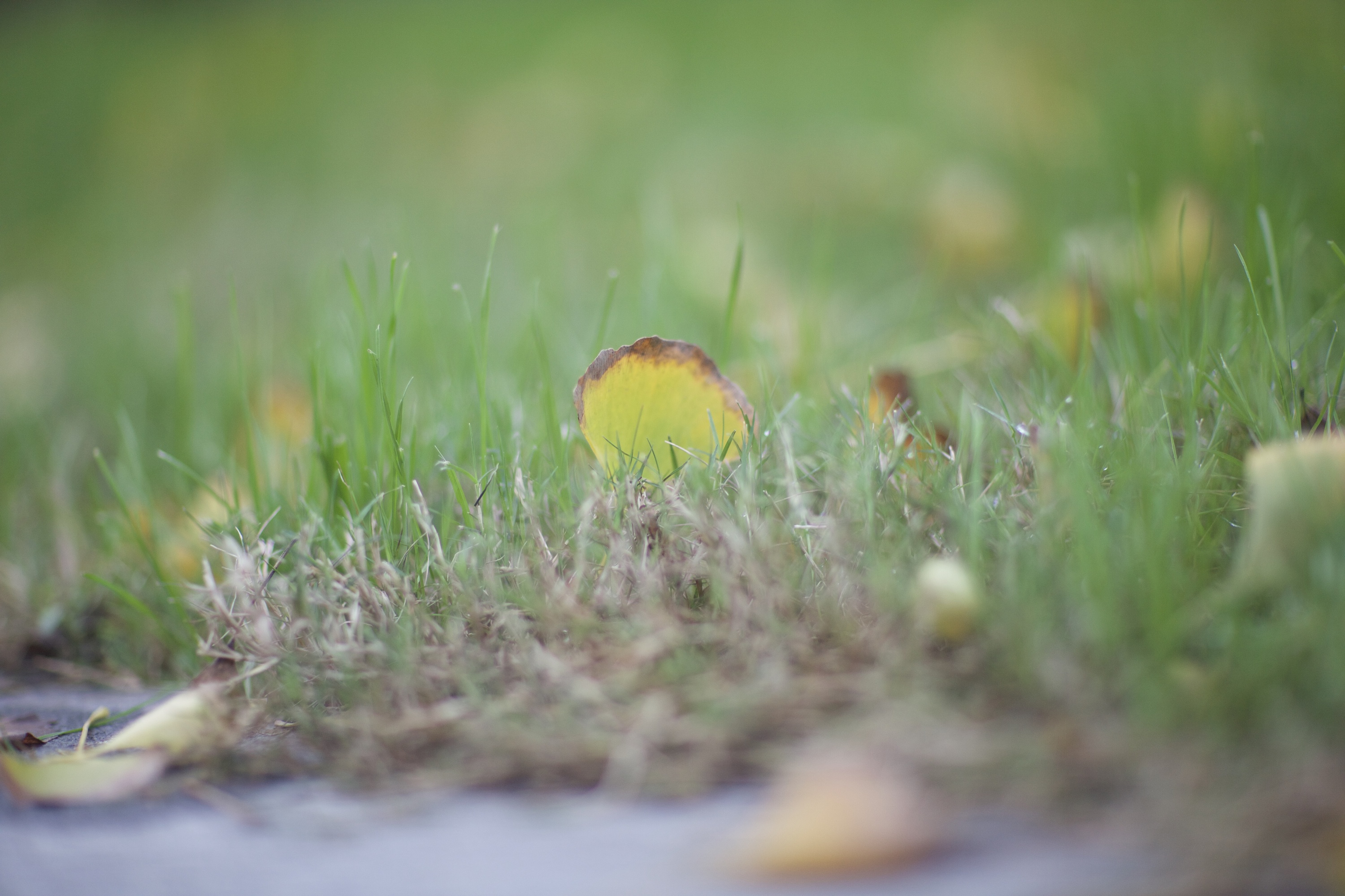 雨天落下的银杏叶
