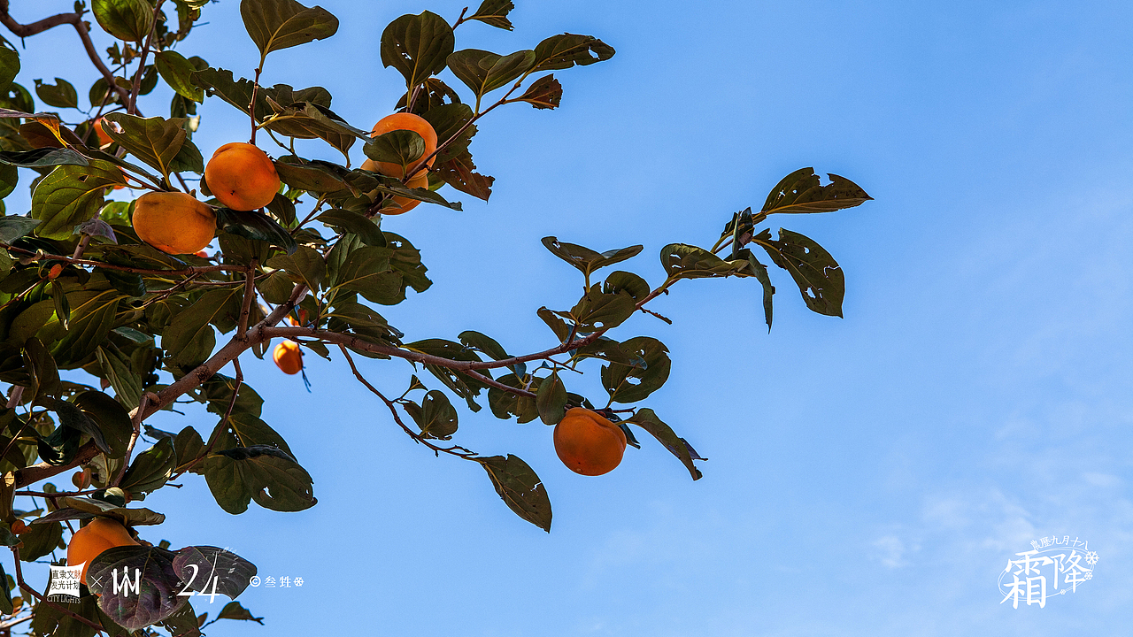 霜降 ｜ 好柿成霜，喜从天降。（图ZMjc0OTcyNDY0） - 风光摄影 - 站酷设计师豹四原创素材 - 站酷ZCOOL
