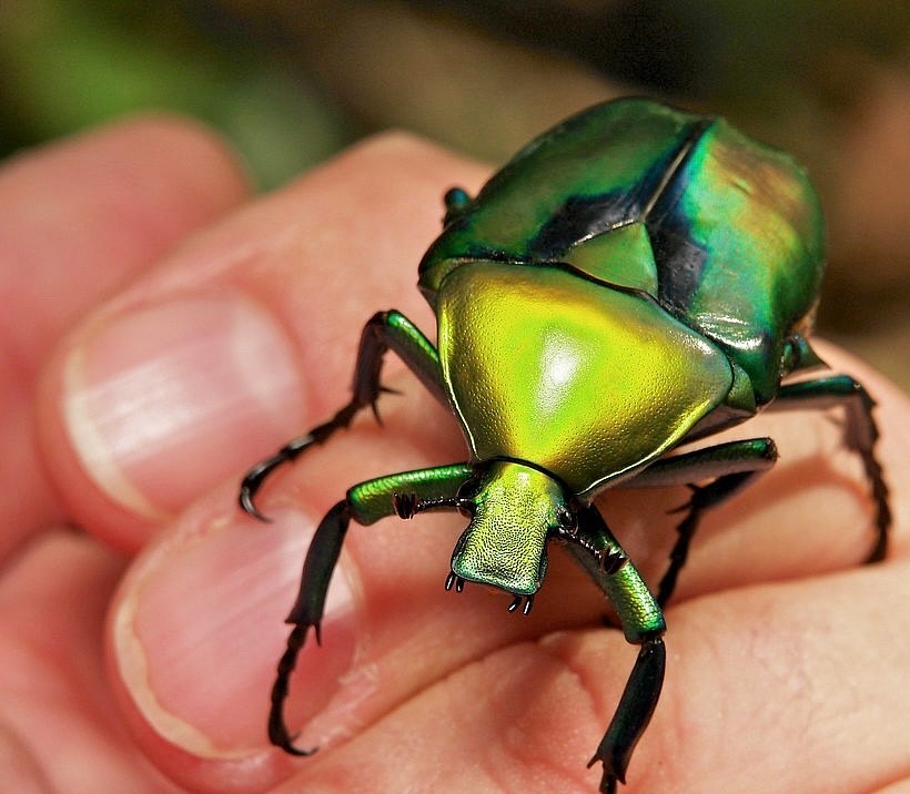 乌干达七彩金龟子