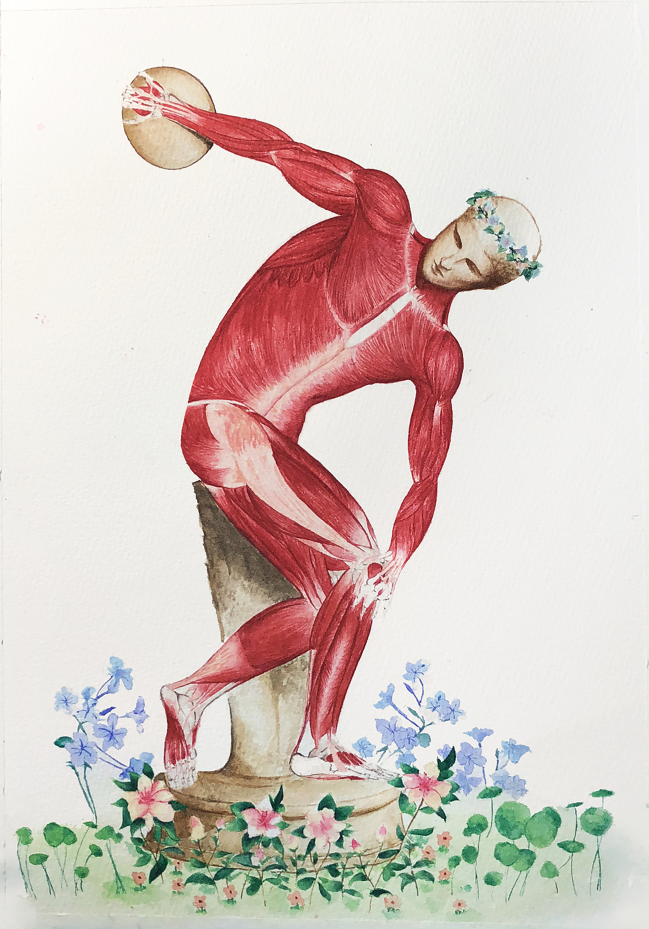 掷铁饼者肌肉解剖图