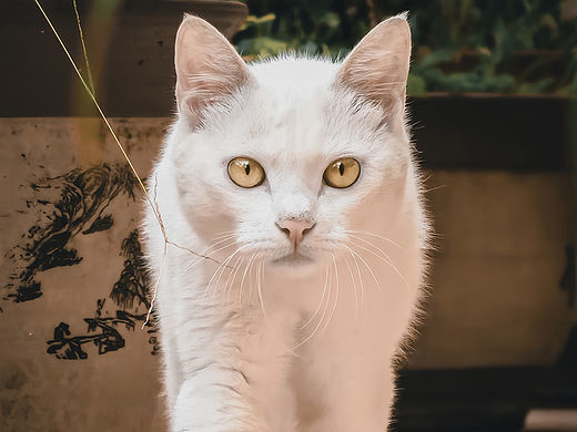 花园里的小白诗人，慵懒中的温暖絮语