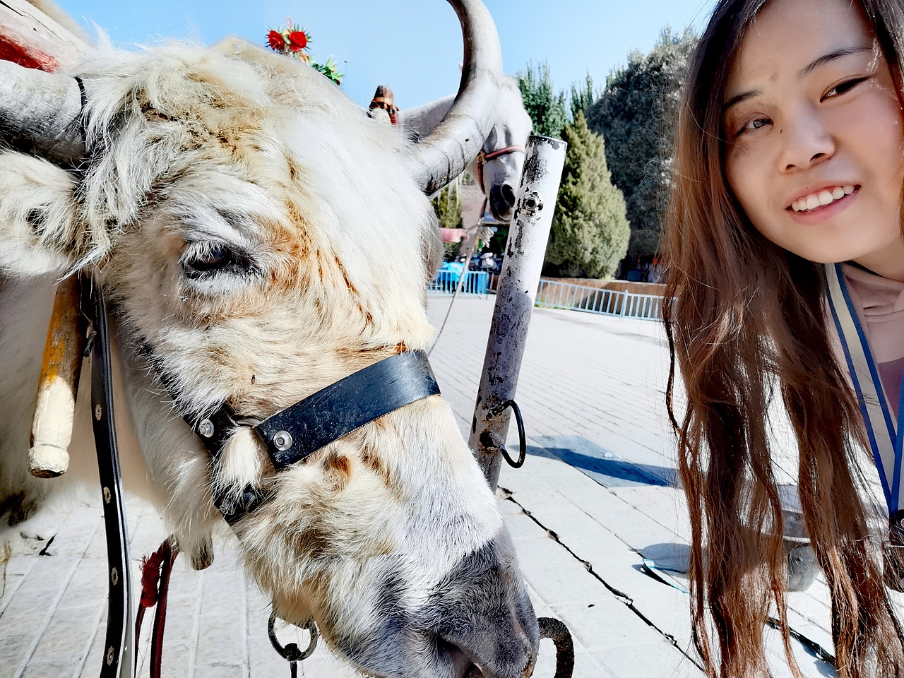 新疆喀什古城的牛牛羊羊们（图ZMTgwNjA2MjQ0） - 人文/纪实摄影 - 站酷设计师吕大锤手工铺原创素材 - 站酷ZCOOL