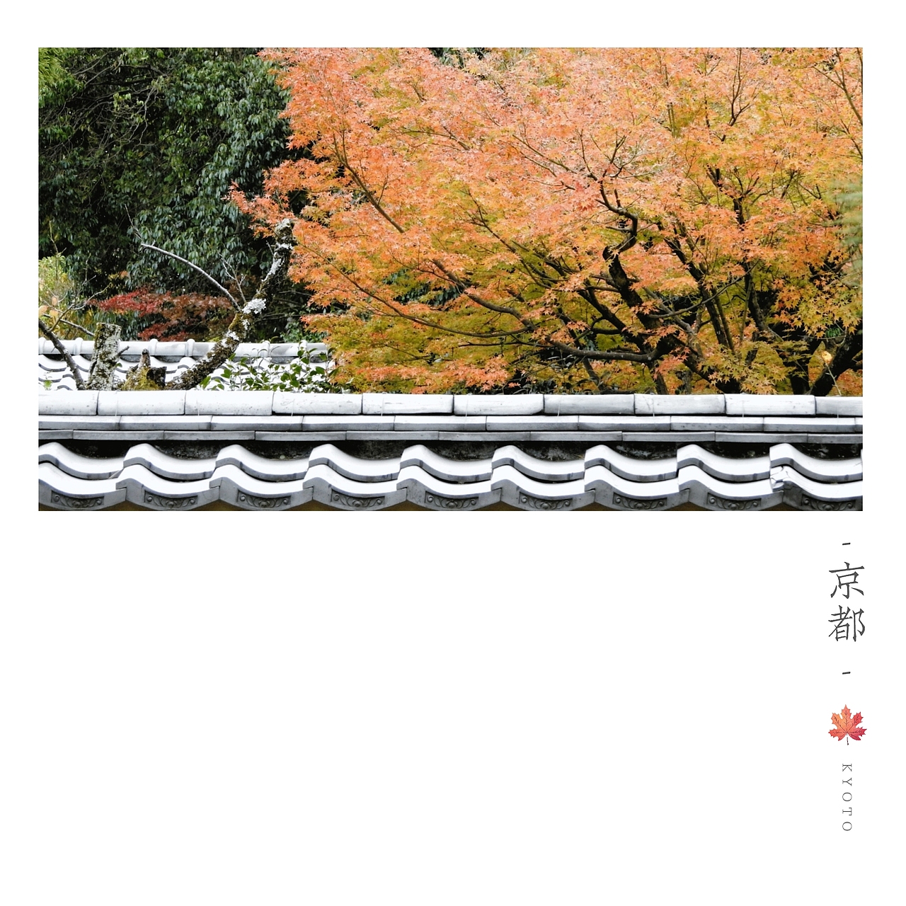 京都楓葉季
