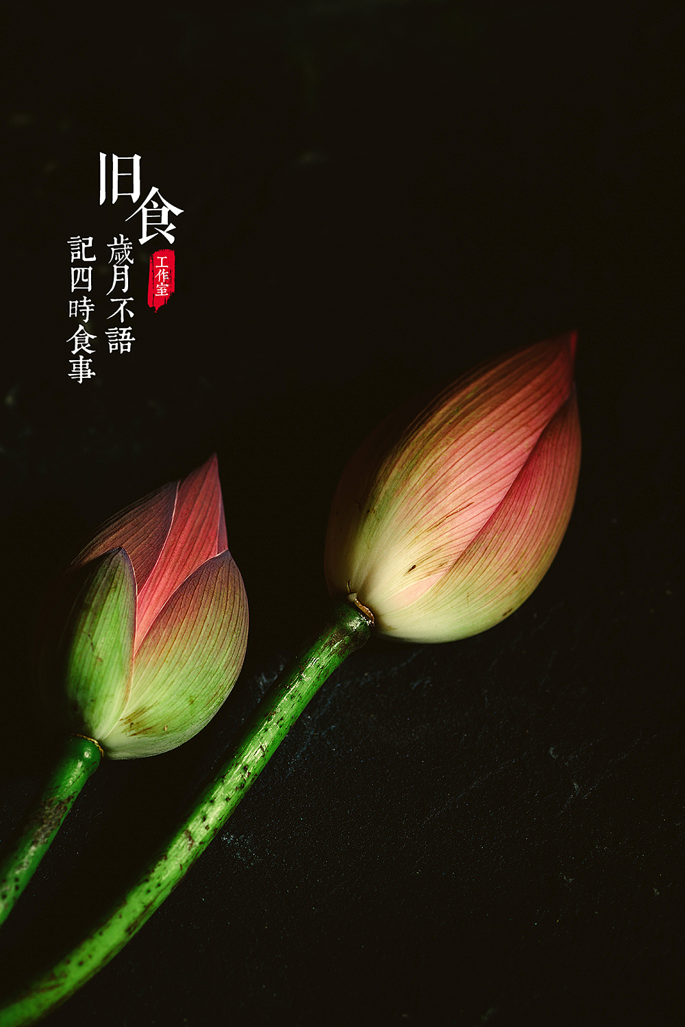 荷花与莲子（图ZMjE1MTA3Njgw） - 产品摄影 - 站酷设计师旧食原创素材 - 站酷ZCOOL