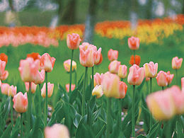 太子灣的花開了