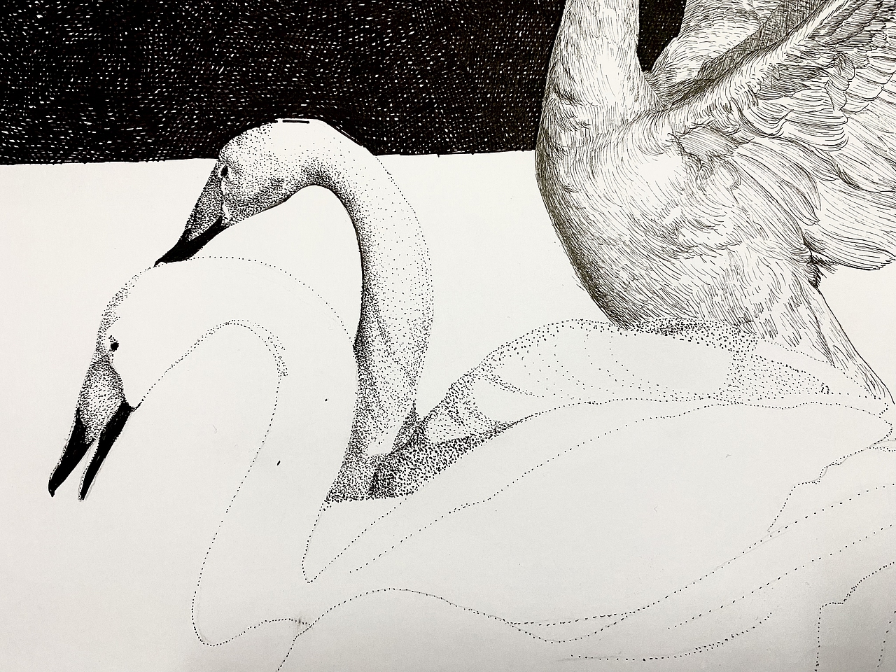 钢笔画《五朵金花》（图ZMzU4NTc3NDAw） - 绘画 - 站酷设计师哲艺原创素材 - 站酷ZCOOL