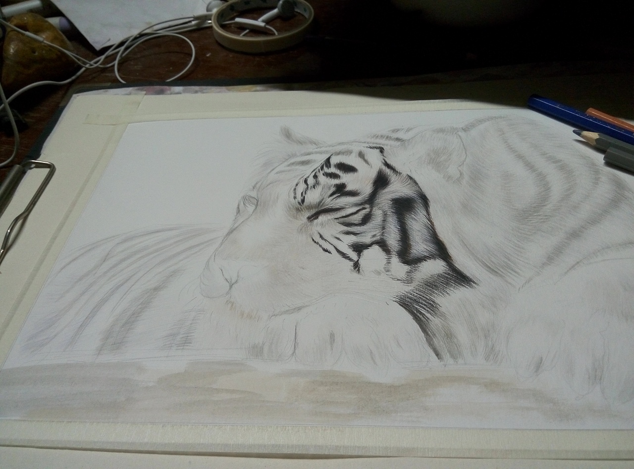 白老虎的画白色图片
