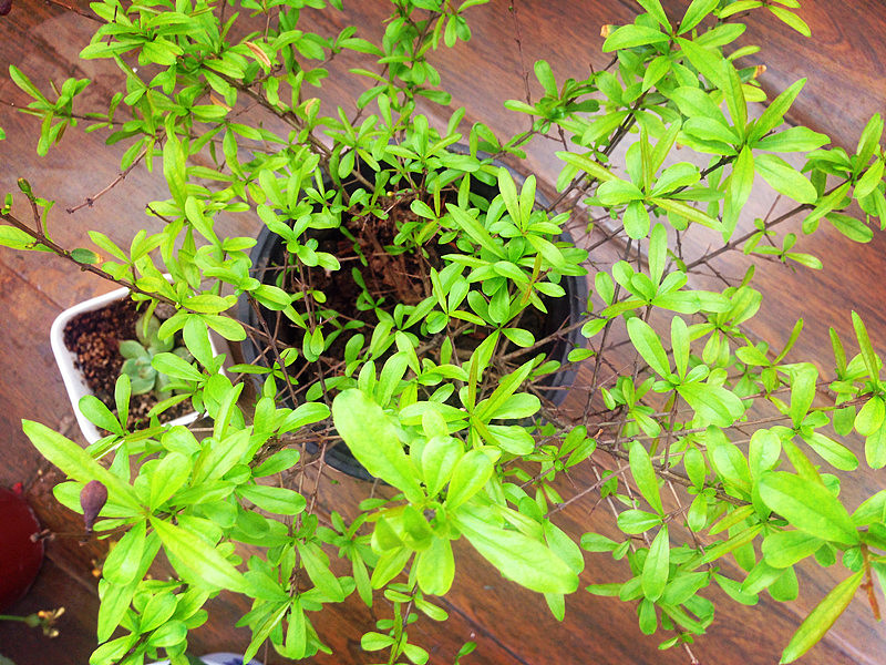 春（图ZNDU2NjQ2NzY=） - 商业插画 - 站酷设计师爱吃提子Fiona原创素材 - 站酷ZCOOL