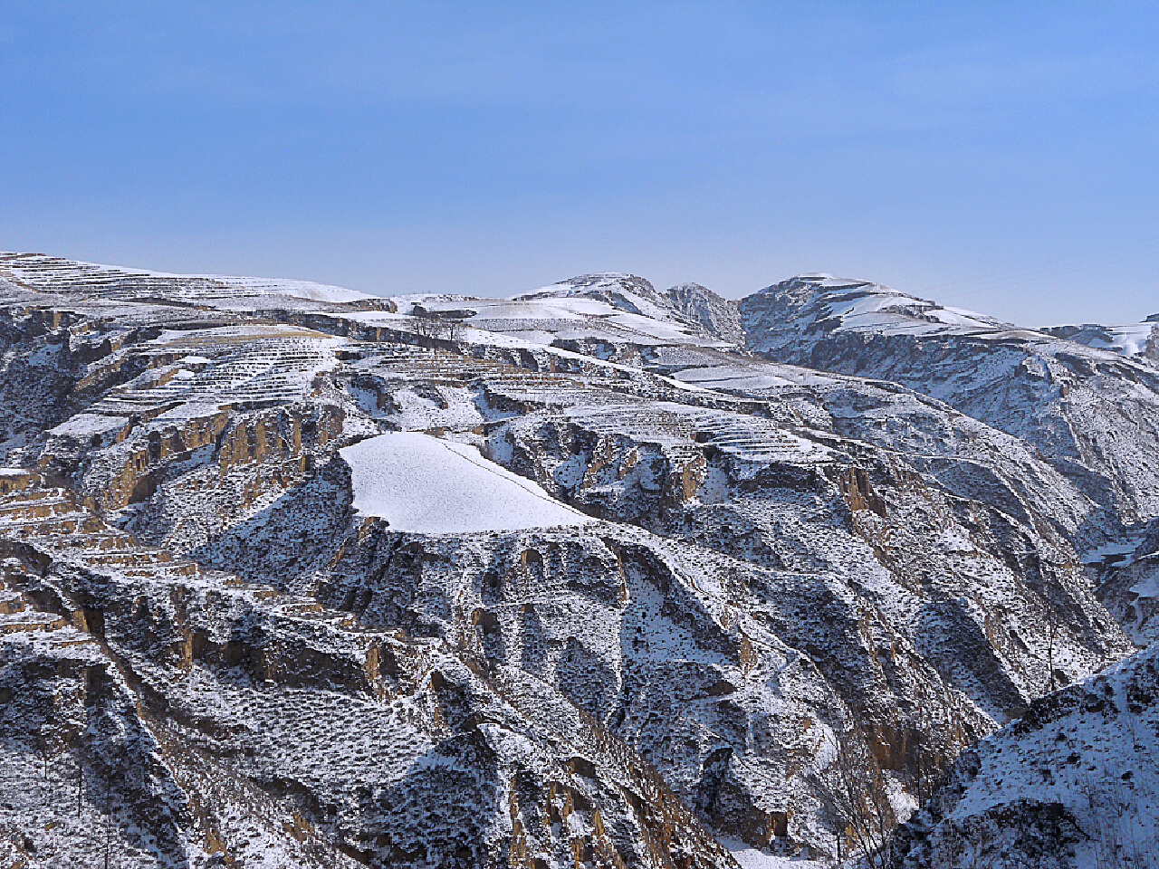 海拔4500米雪山上 ——最美的格桑花_雪域