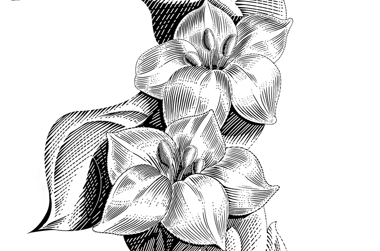 三匠苦荞茶芦丁博士包装