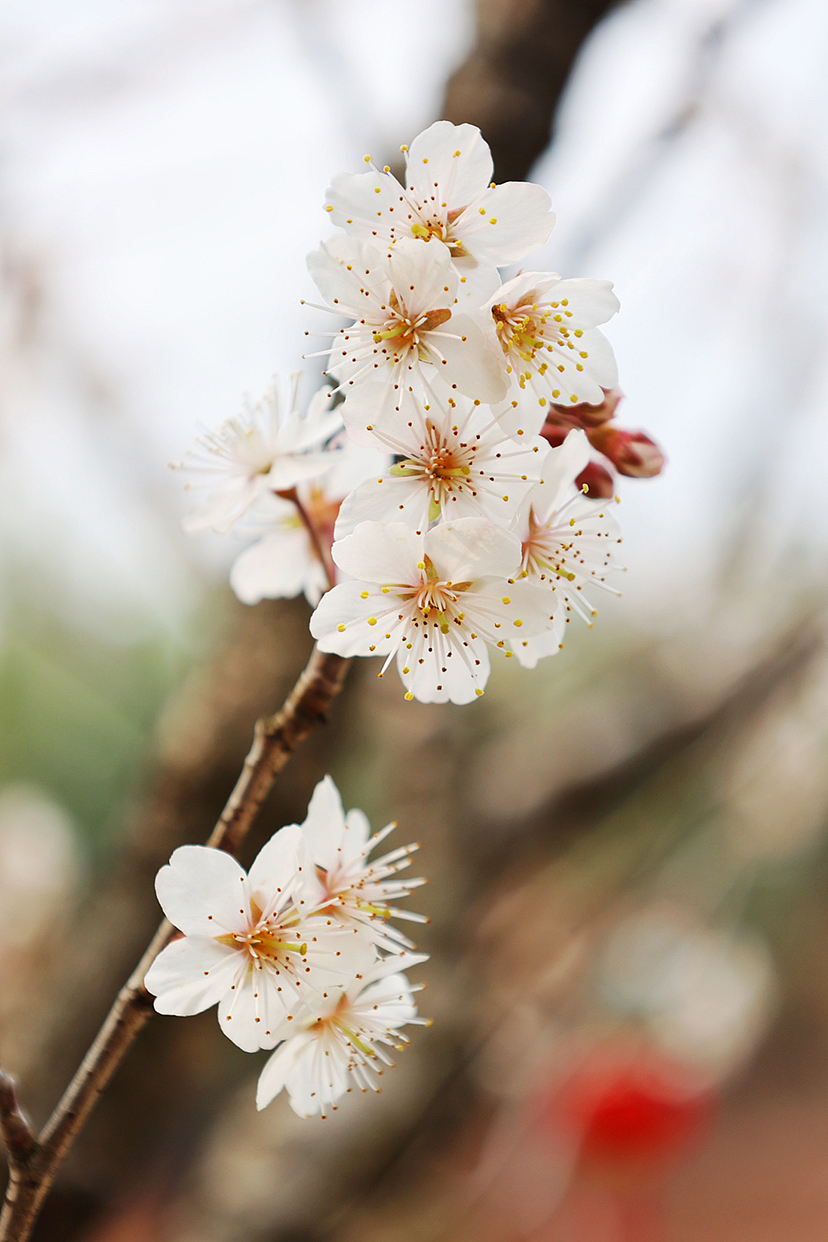 攝影.春日櫻桃花開（圖ZMzMyMjEwNzQ0） - 風(fēng)光攝影 - 站酷設(shè)計(jì)師海天旖原創(chuàng)素材 - 站酷ZCOOL