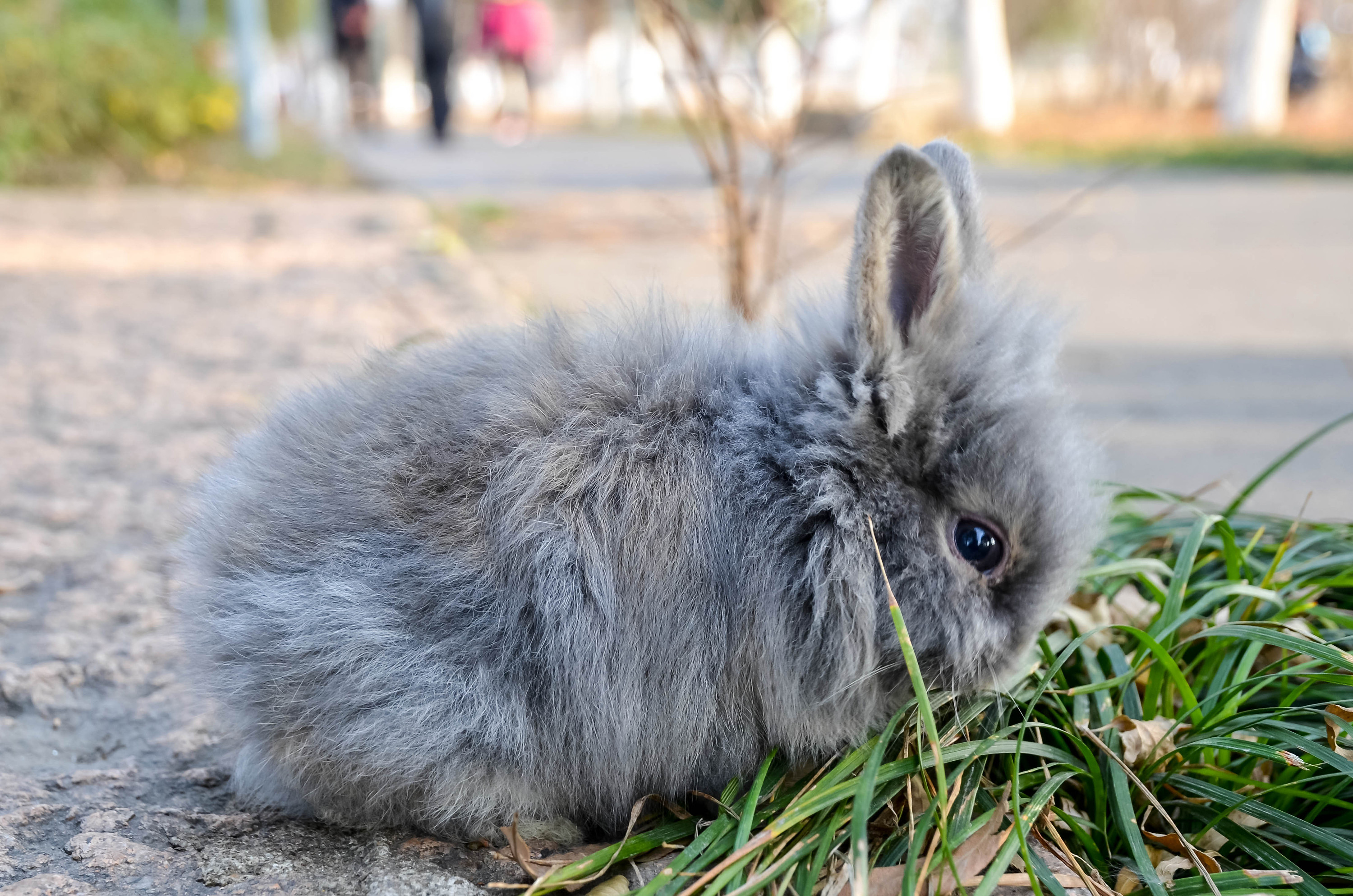 兔兔兔兔兔|摄影|动物|木景尘埃 - 原创作品 - 站酷 (zcool)