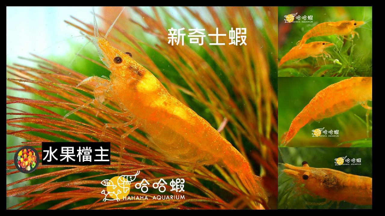 尋求長期合作的設計和插畫師,為我的水族店做品牌設計