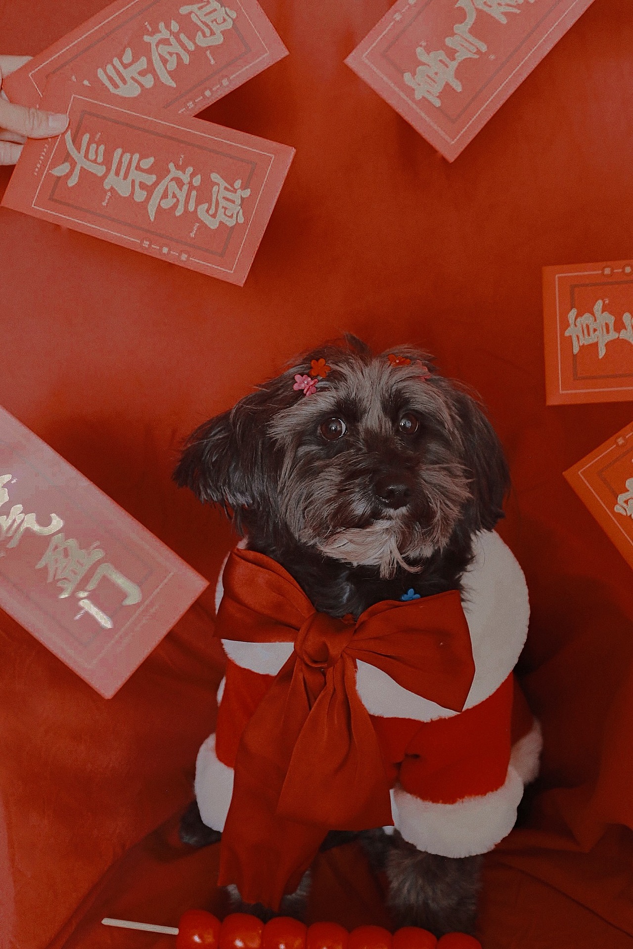 新年好运（图ZMjM5MTI1Mjg4） - 宠物摄影 - 站酷设计师跳跃的米豆原创素材 - 站酷ZCOOL