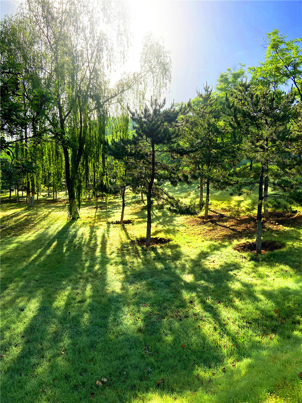 刘勇良手机纪实摄影:晨光