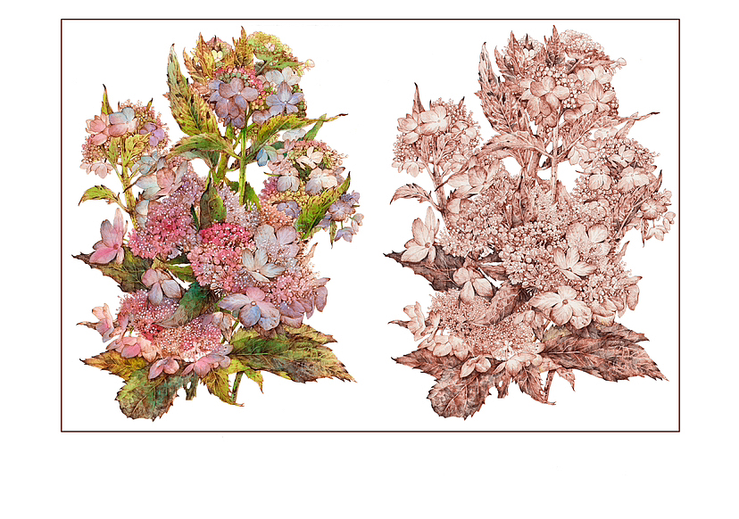 蘸水笔针管笔｜山绣球（图ZMzIwNDM4MzI0） - 艺术插画 - 站酷设计师CatCastleDZ原创素材 - 站酷ZCOOL