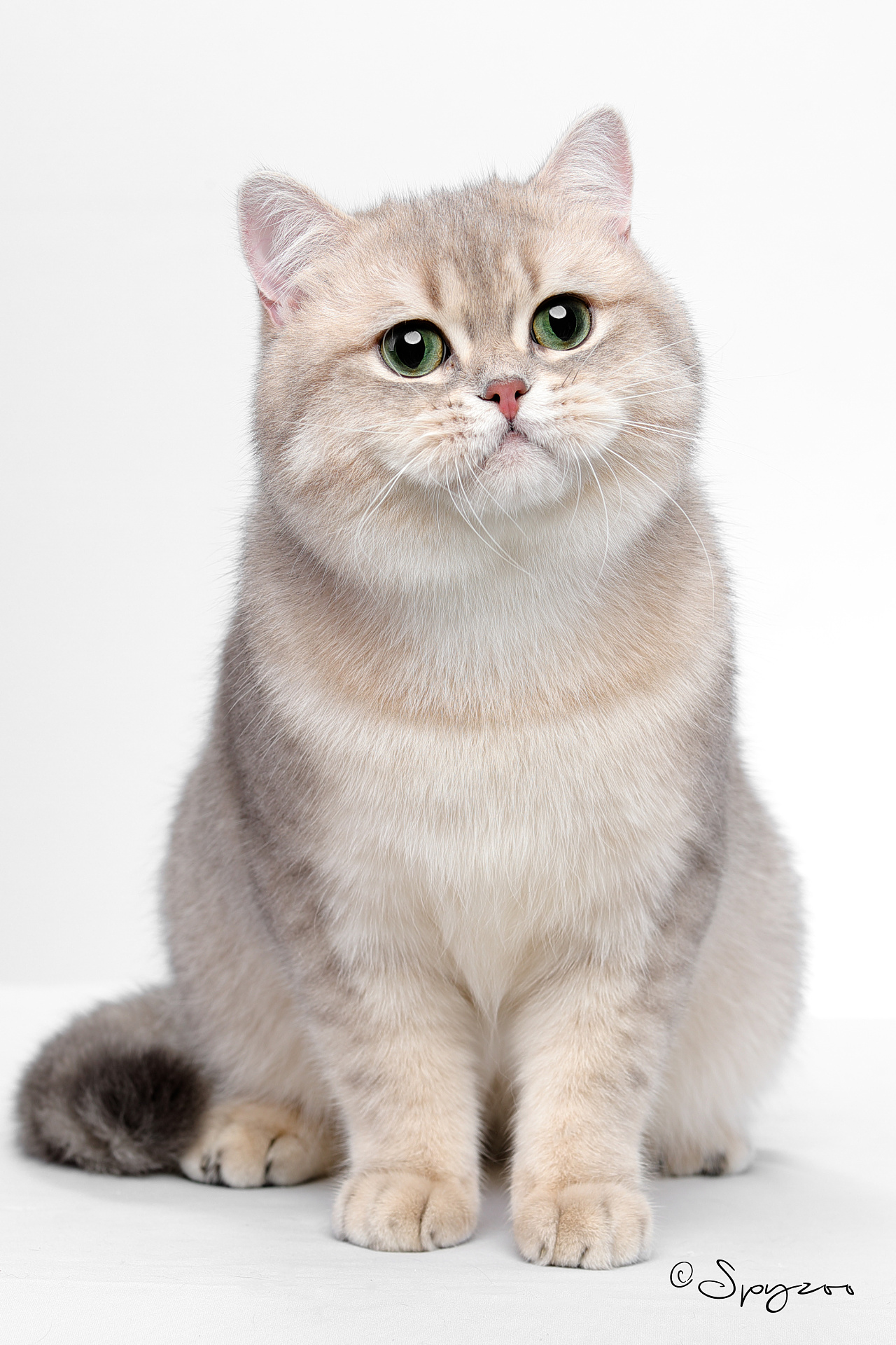 英国短毛猫|摄影|动物|AMYWORKS赛猫摄影 - 原创作品 - 站酷 (ZCOOL)