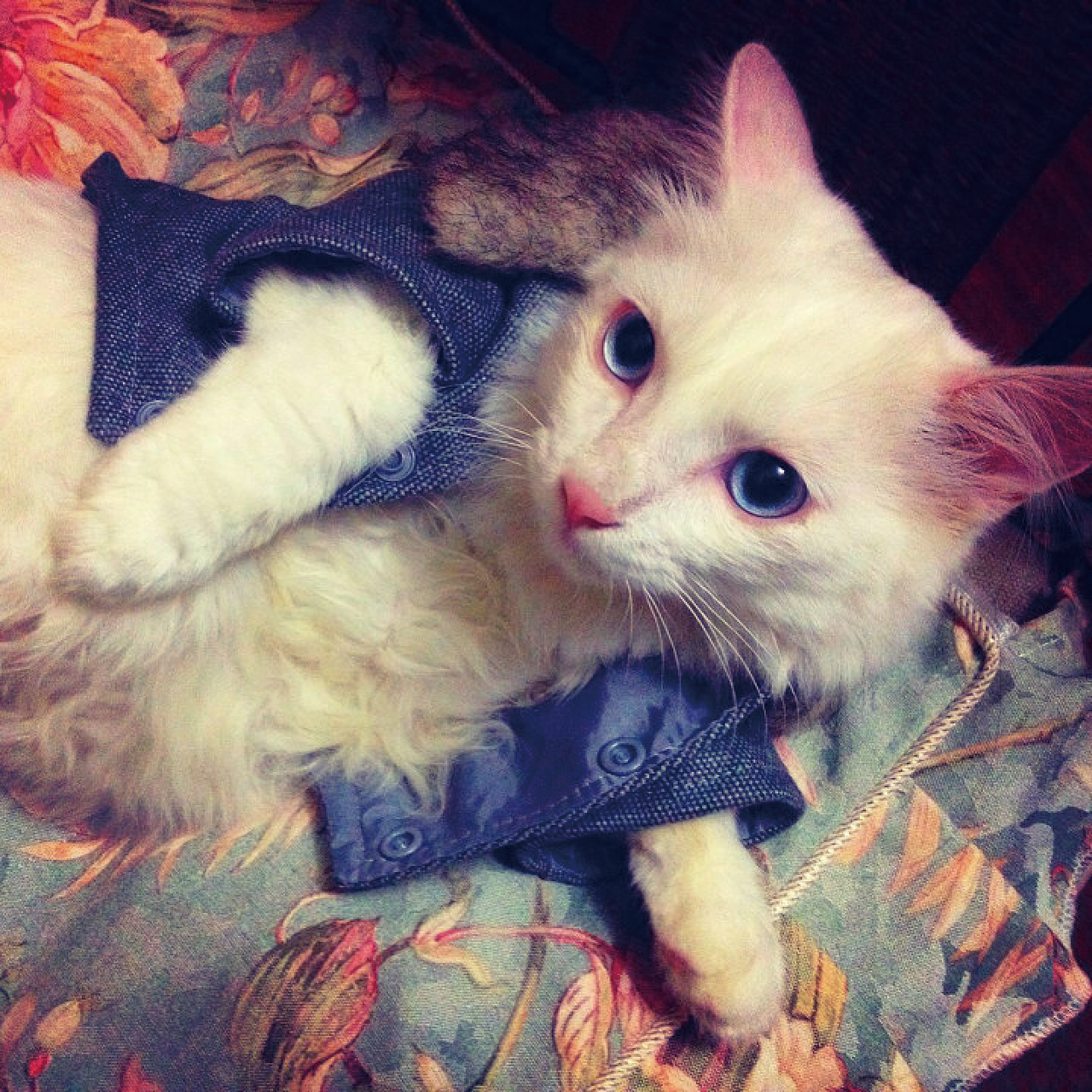 【正经猫片】我从你的全世界路过