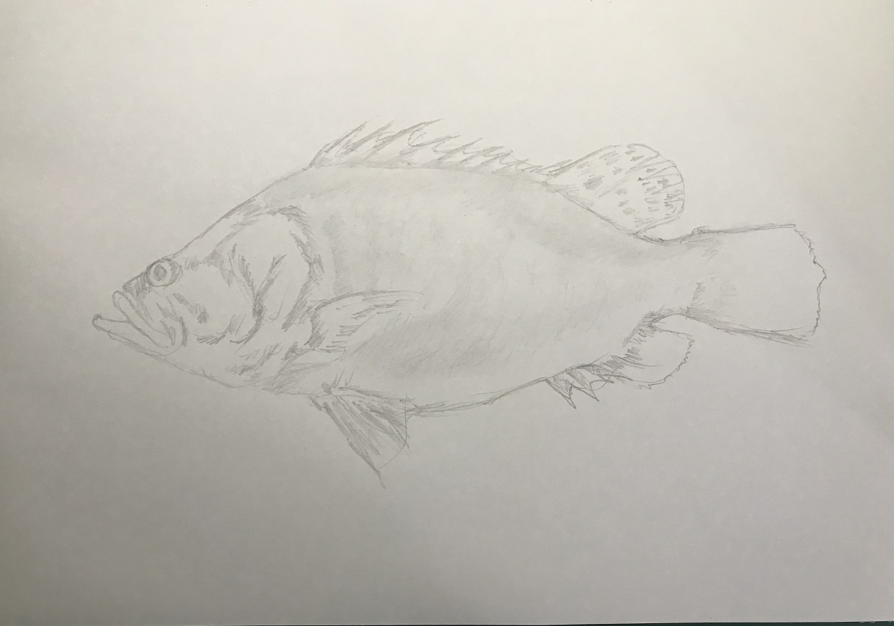 鲈鱼|纯艺术|绘画|懒猫仔 - 原创作品 - 站酷 (zcool)