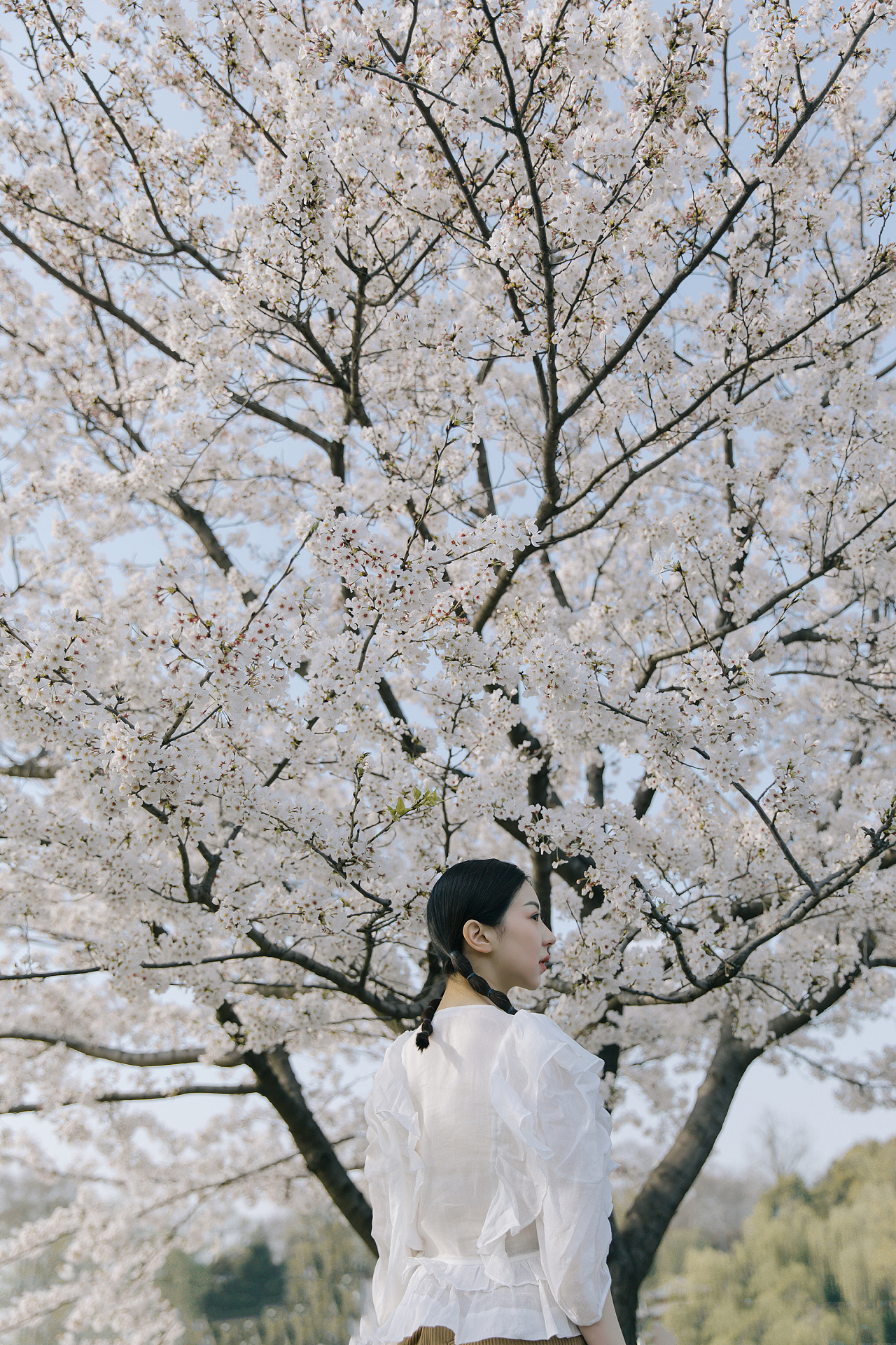 女生的樱花|摄影|人像摄影|baiyang421 - 原创作品 - 站酷 (zcool)