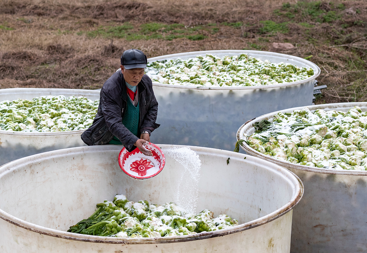 重庆南川：老盐菜 好增收（图ZMTQ2NDA3NzQ0） - 人文/纪实摄影 - 站酷设计师qmb1119原创素材 - 站酷ZCOOL