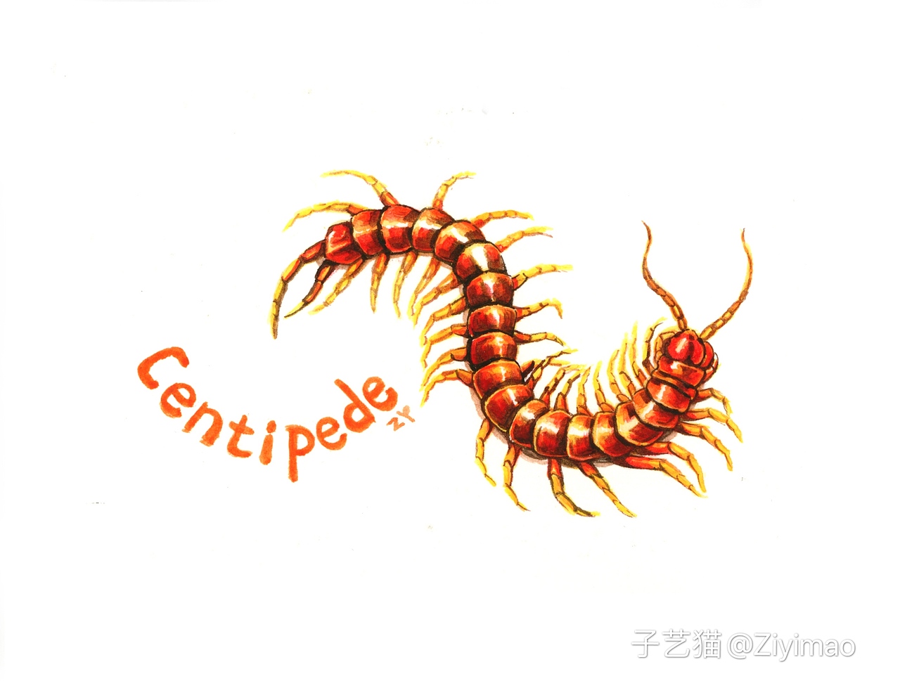 水彩-IELTS词汇书插图（图ZMTk1NDI0ODIw） - 商业插画 - 站酷设计师子艺猫原创素材 - 站酷ZCOOL