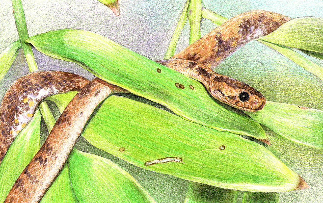 独立原创彩铅画摄影手绘变异中国钝头蛇