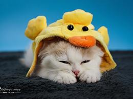 小鱼的猫咪素材